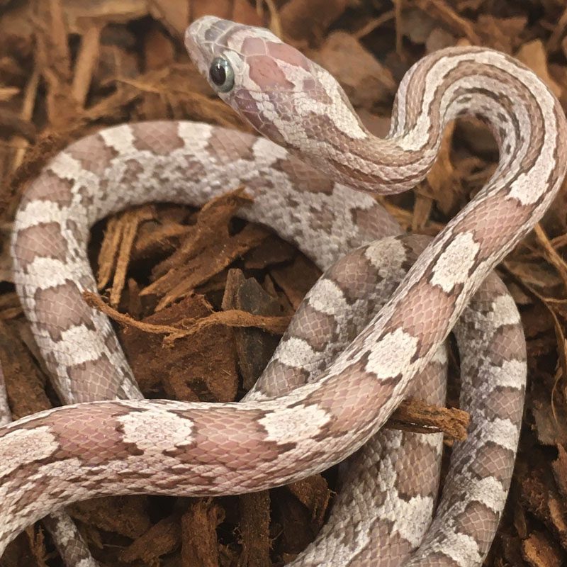 CB24 Hypo Cinder Corn Snake