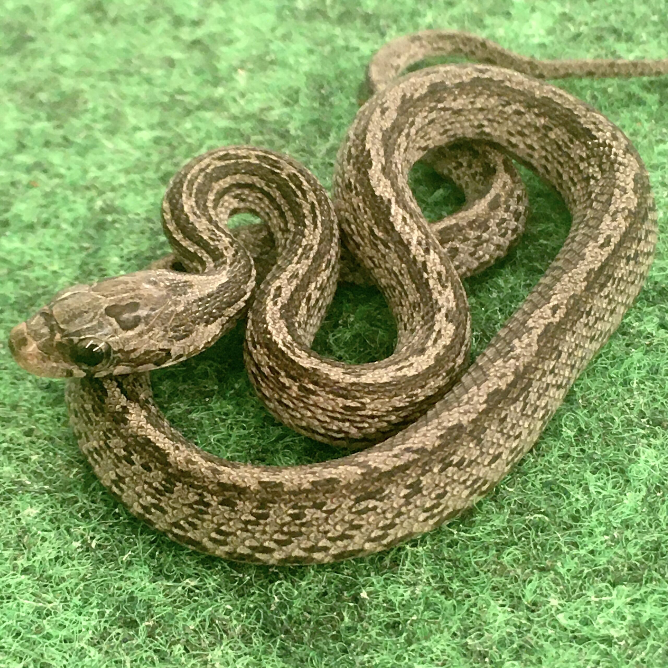 CB24 Cinder Tessera Corn Snake