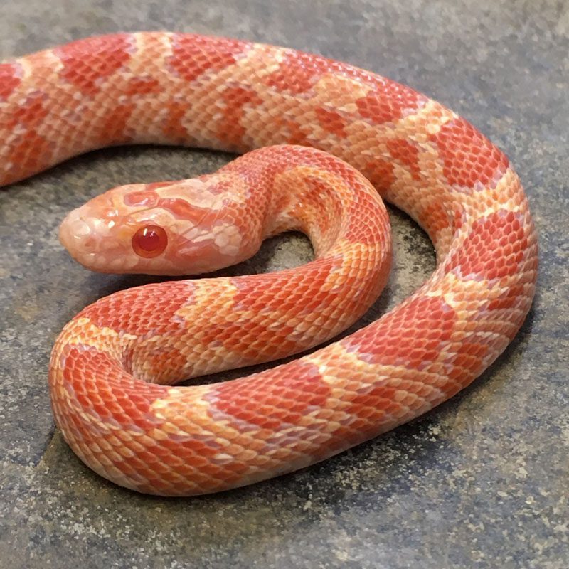 CB24 Inferno Corn Snake