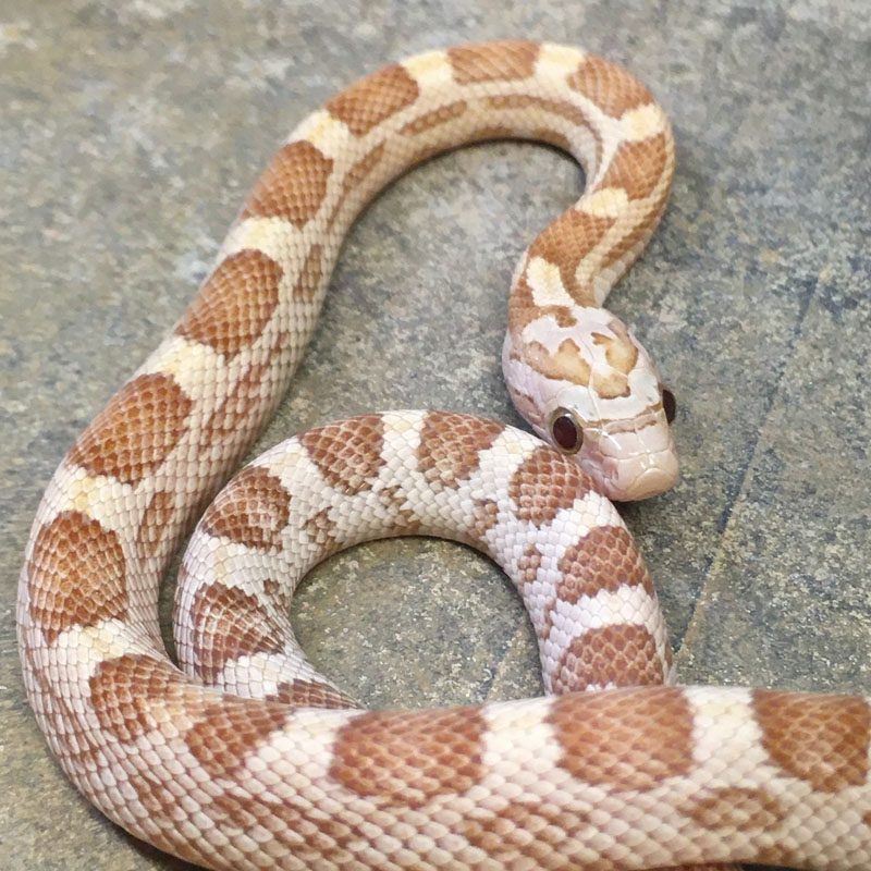 CB24 Gold Dust Corn Snake