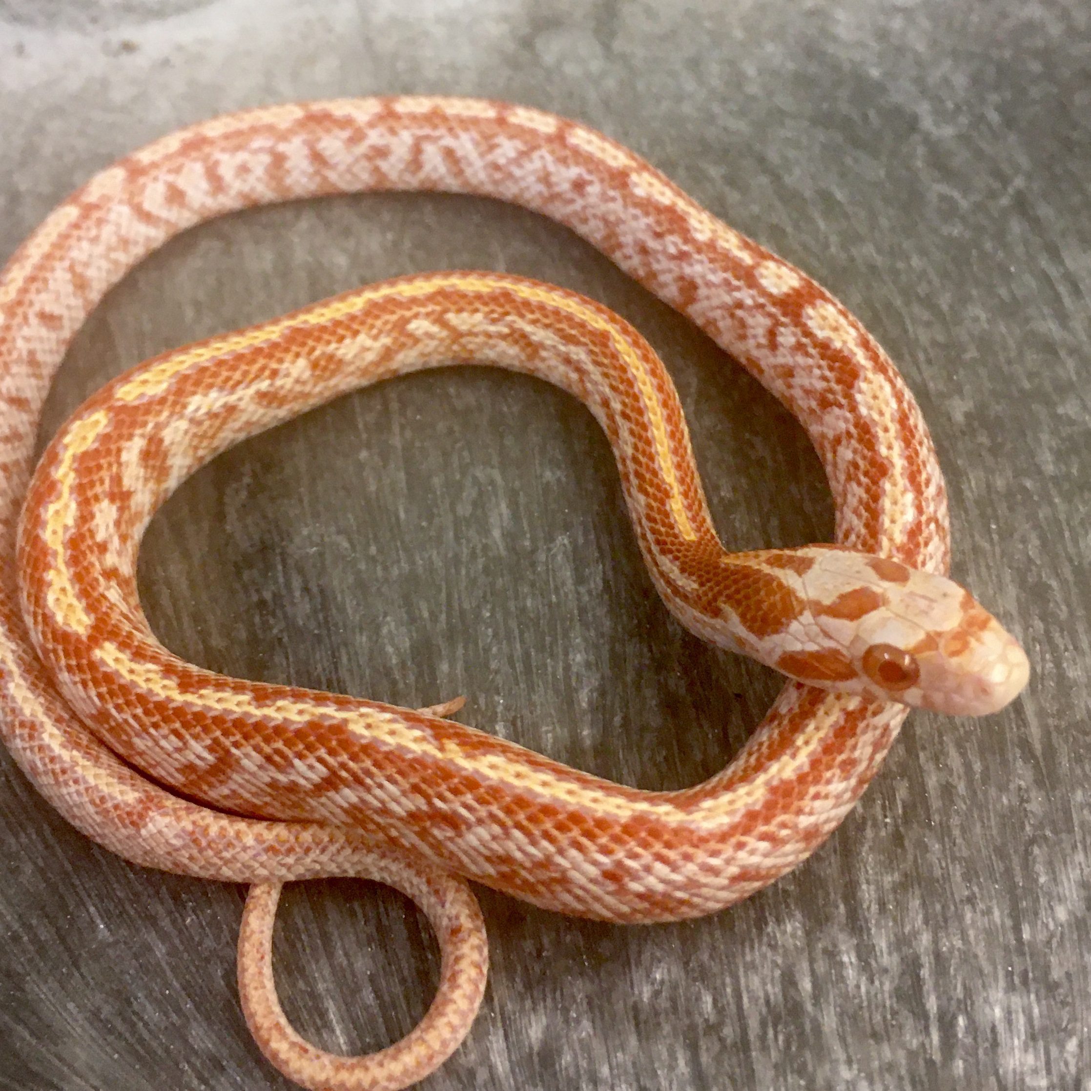 CB24 Fire Tessera Corn Snake