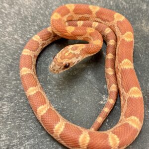 CB22 Hypo Sunkissed Corn Snake