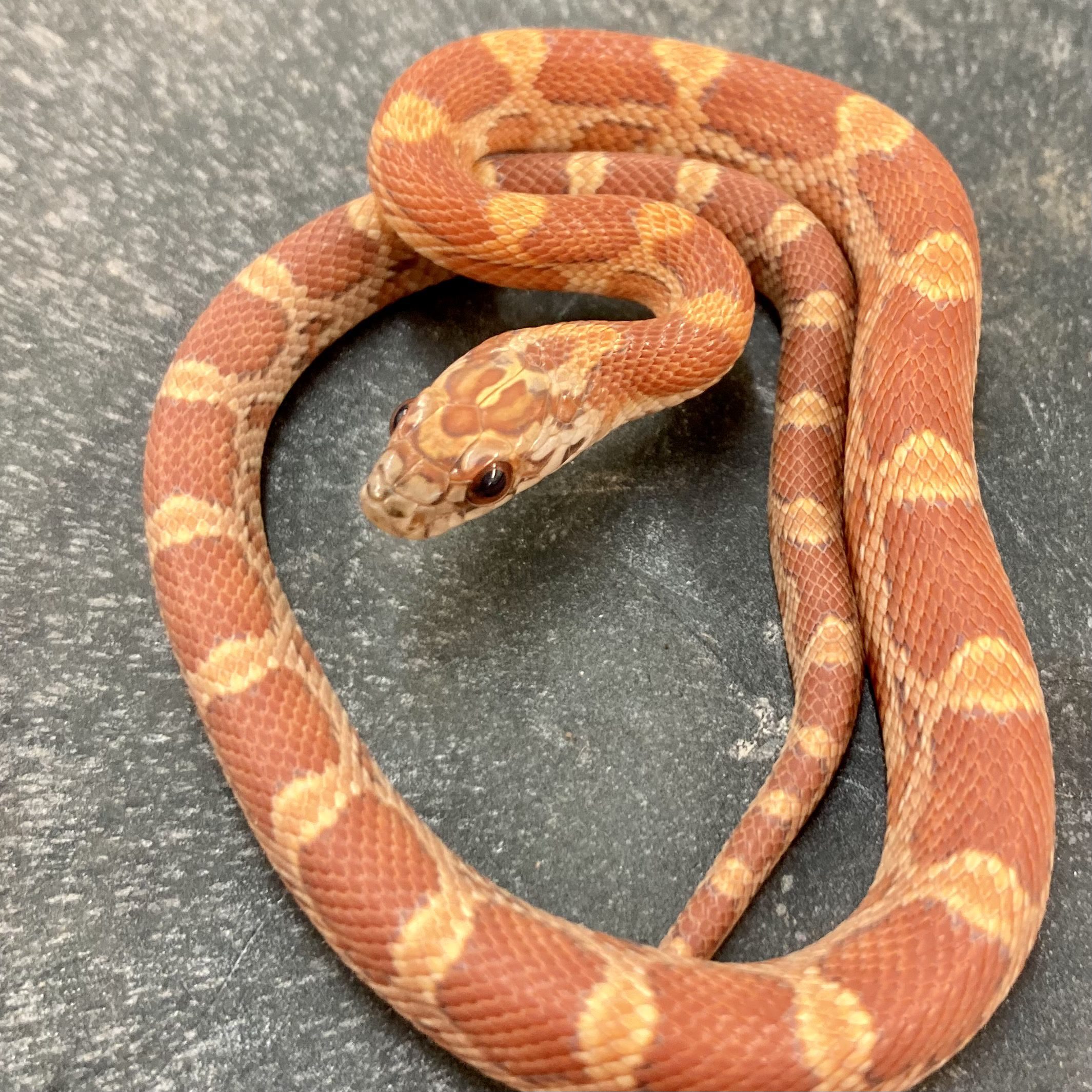 CB22 Hypo Sunkissed Corn Snake