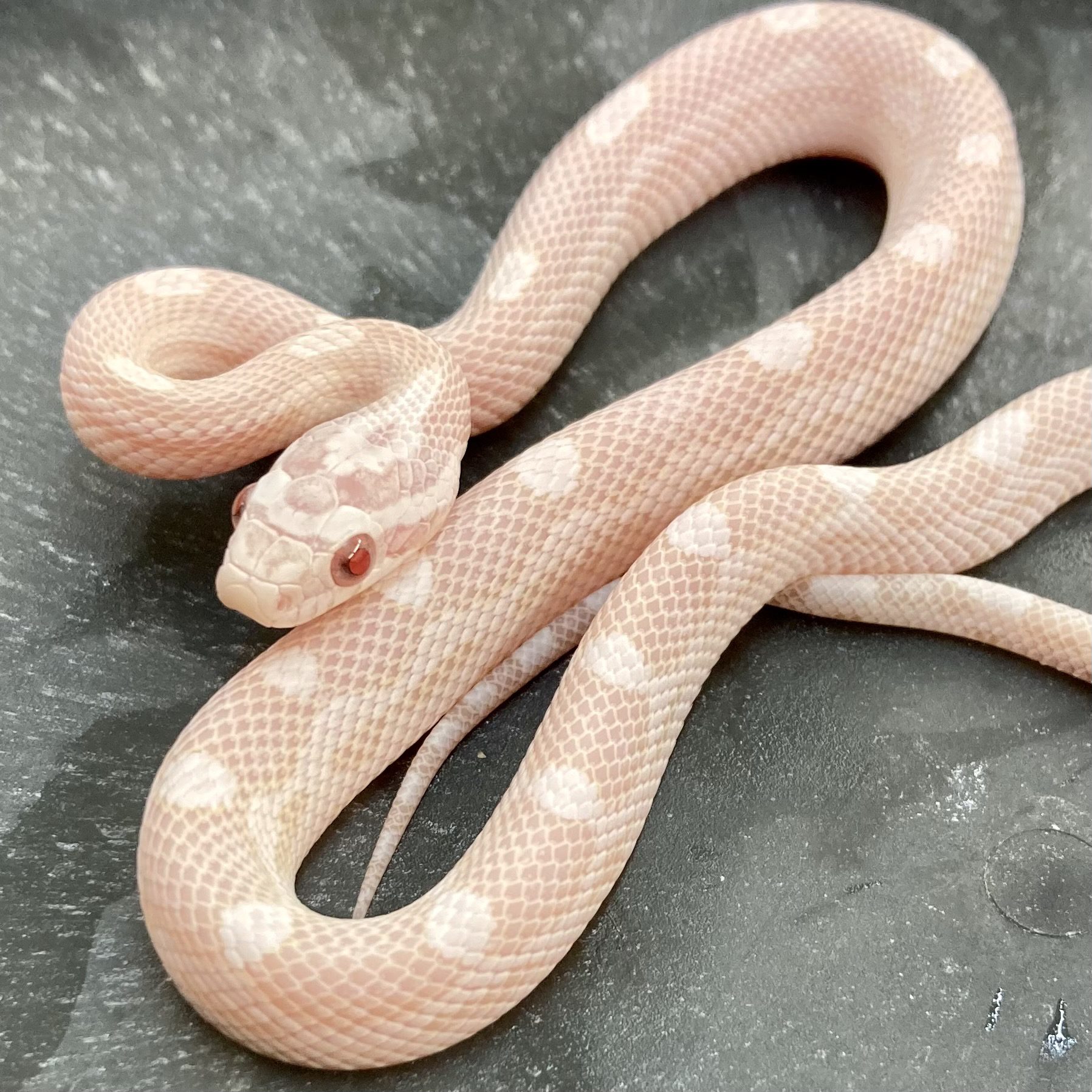 CB24 Snow Motley Corn Snake