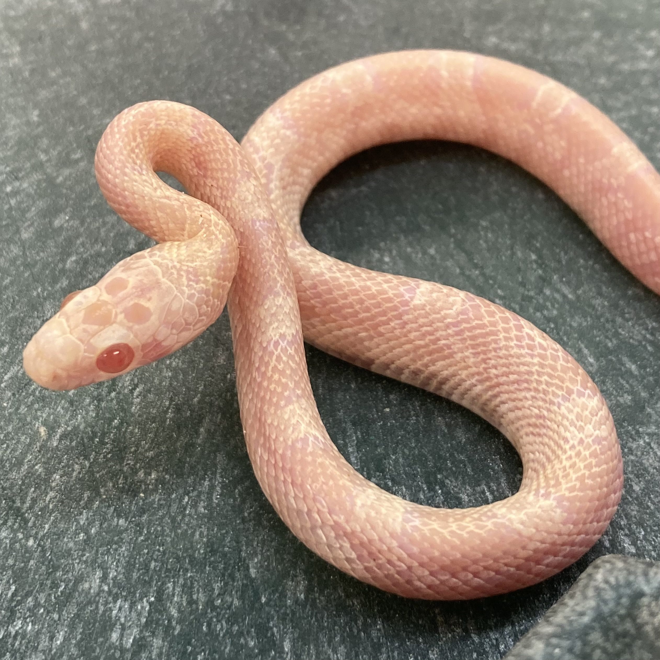 CB24 Sunkissed Mandarin Corn Snake