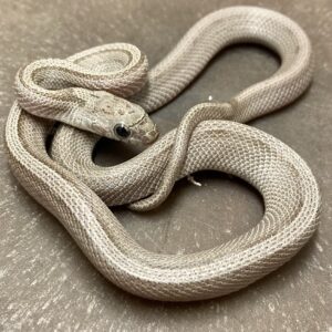 CB24 Anery Cinder Stripe Corn Snake
