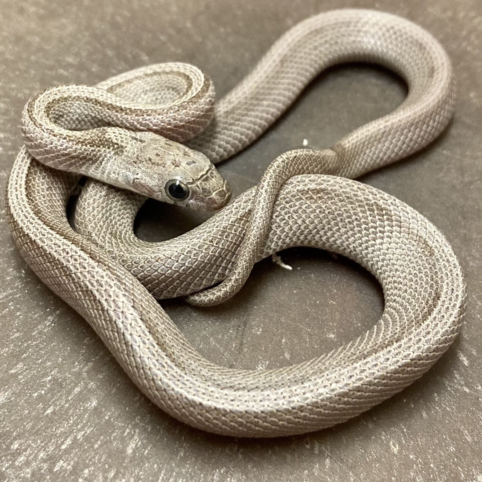CB24 Anery Cinder Stripe Corn Snake