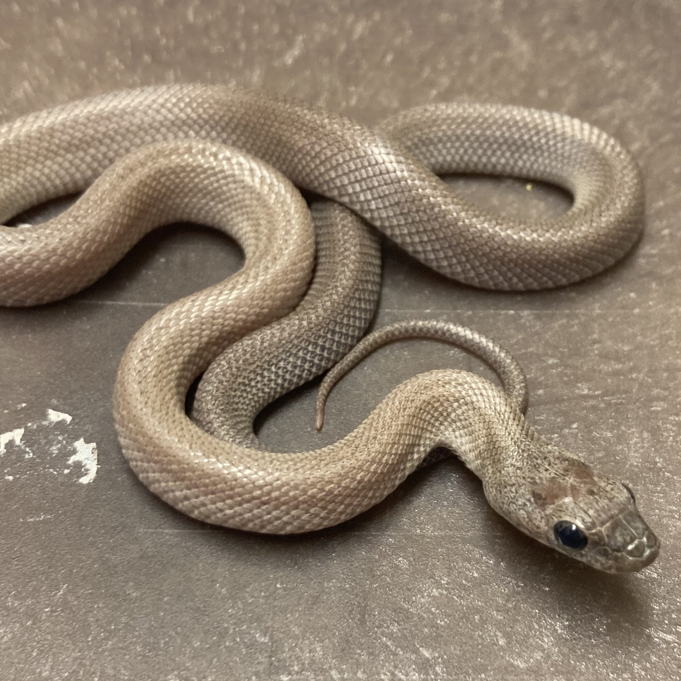CB24 Anery Charcoal Stripe Corn Snake