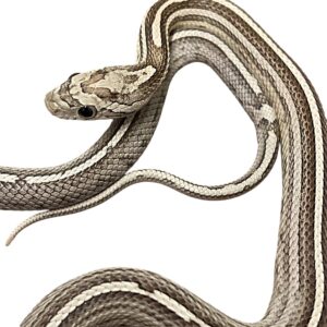 CB24 Anery Tessera Stripe Corn Snake