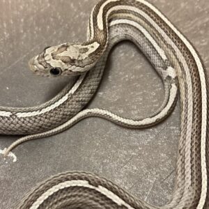 CB24 Anery Tessera Stripe Corn Snake