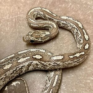 CB24 Anery Bloodred Tessera Corn Snake