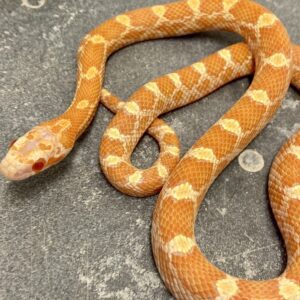 CB23  Creamsicle Het Scaleless Corn Snake