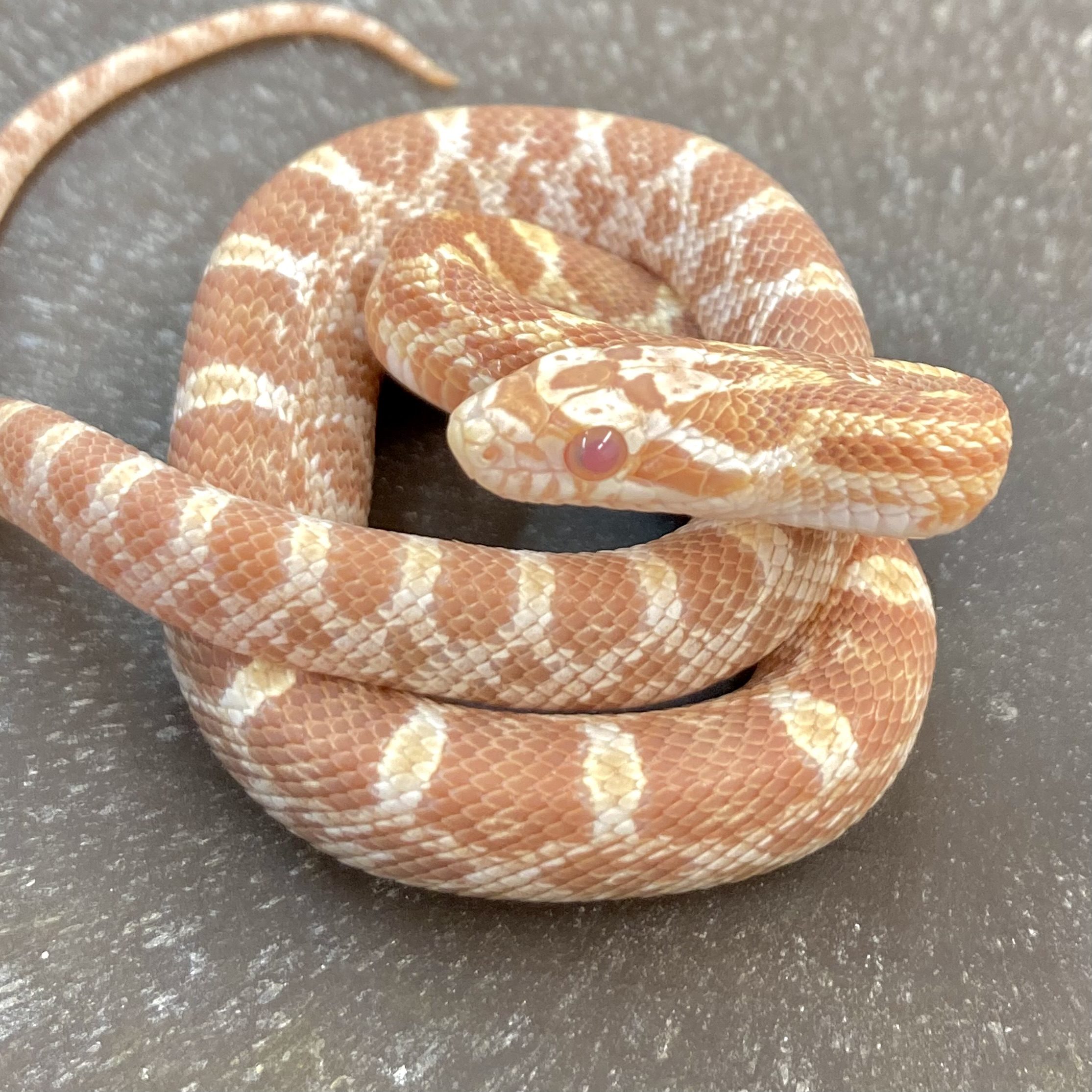 CB24 MALE Creamsicle Het Scaleless Corn Snake