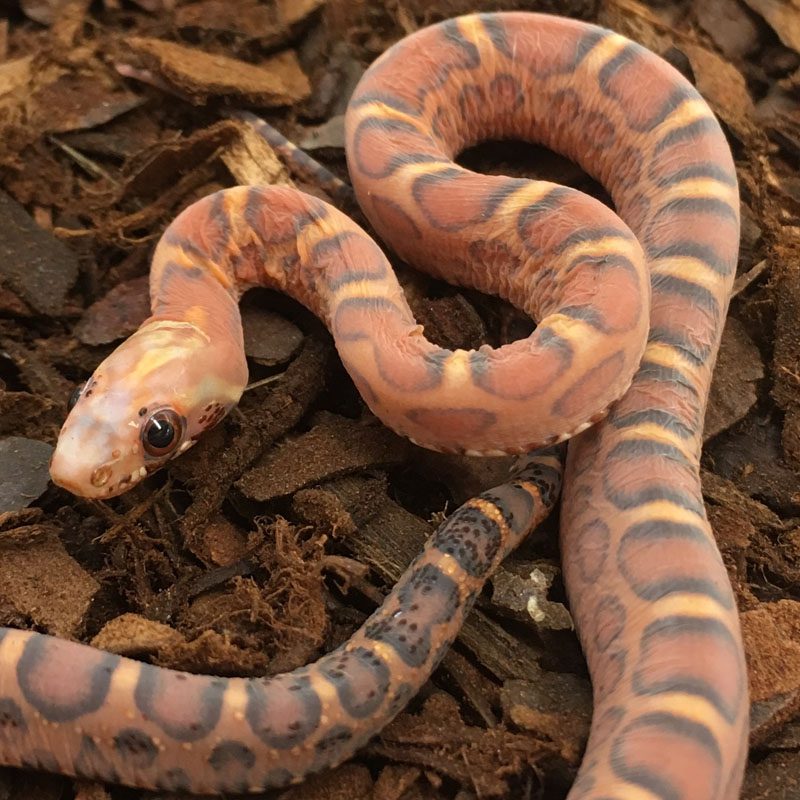 CB24 Normal Scaleless Corn Snake