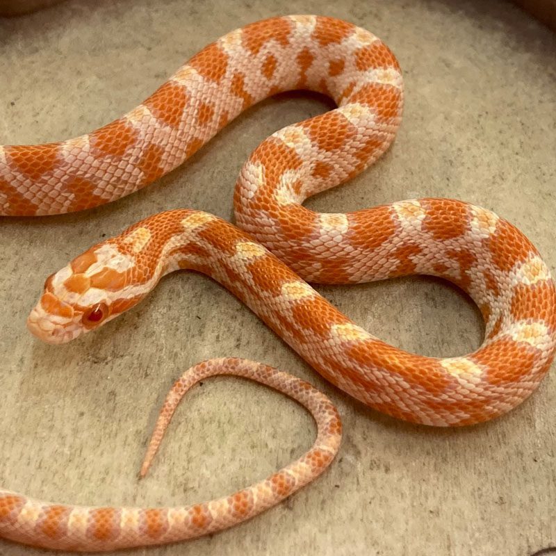 CB24 Creamsicle Corn Snake