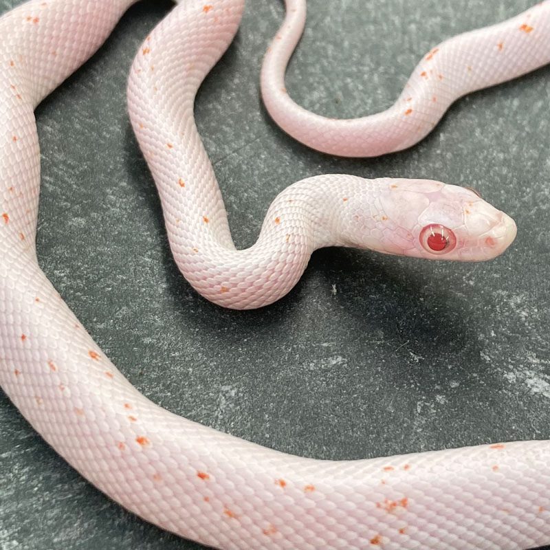 CB24 Amel Palmetto Corn Snake