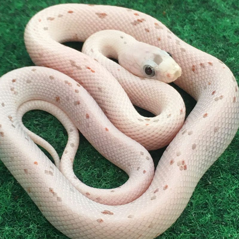 CB24 Palmetto Corn Snake