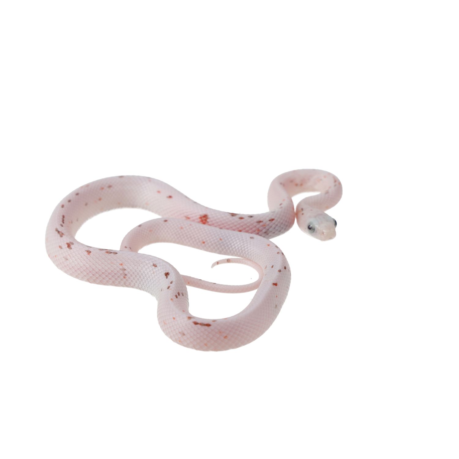 CB25 Palmetto Corn Snake