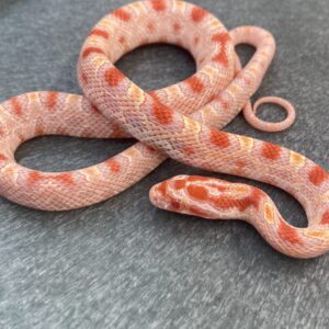 CB24 Extreme Reverse Okeetee Corn Snake