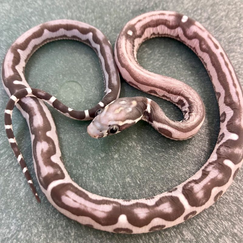 CB24 Anery Scaleless Corn Snake