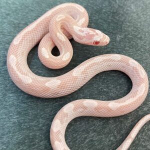CB24 Snow Motley Stripe Corn Snake