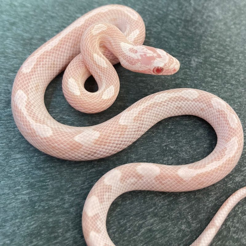 CB24 Snow Motley Stripe Corn Snake