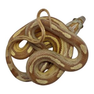 CB24 Caramel Ultra Stripe Corn Snake