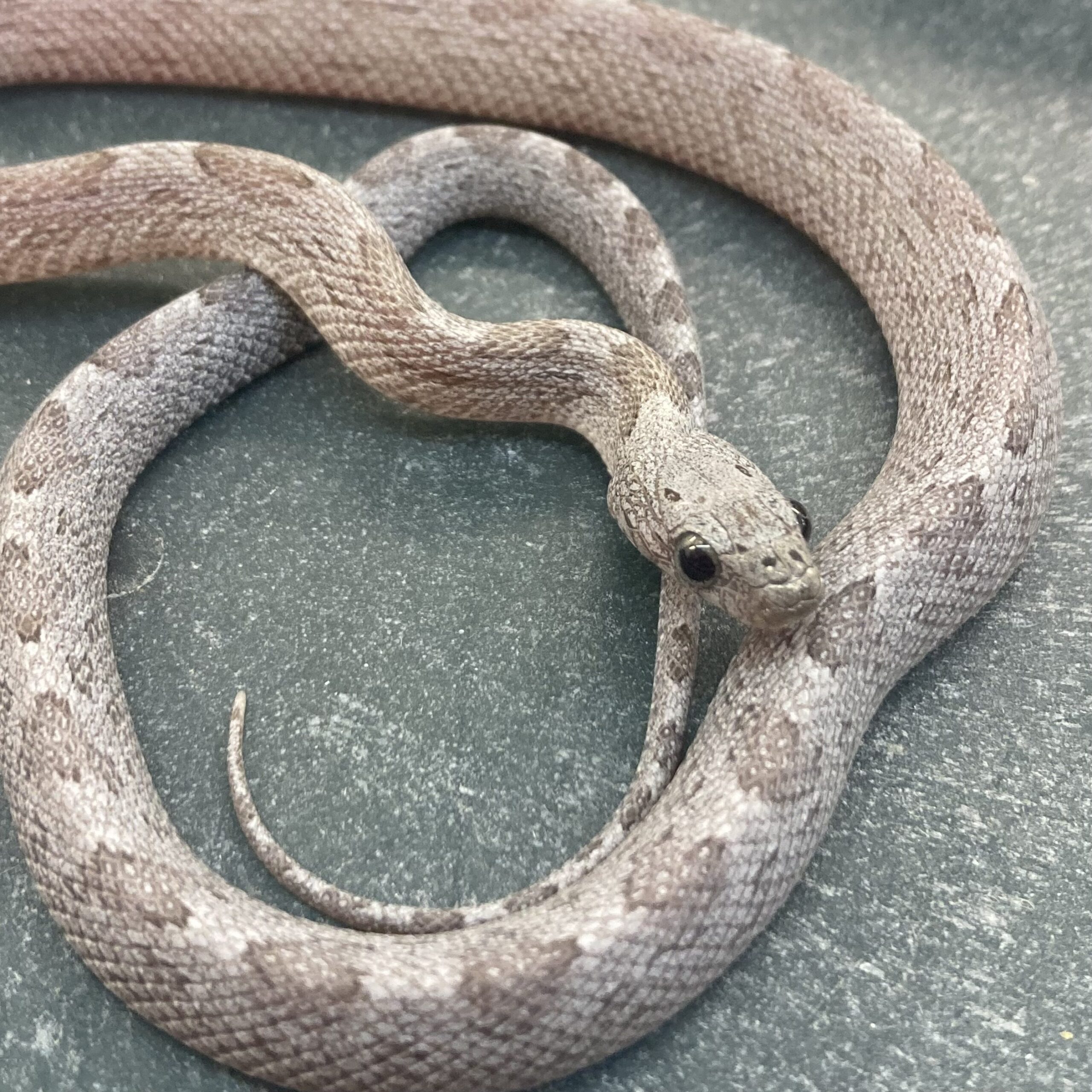 CB24 Sunkissed Cinder Corn Snake