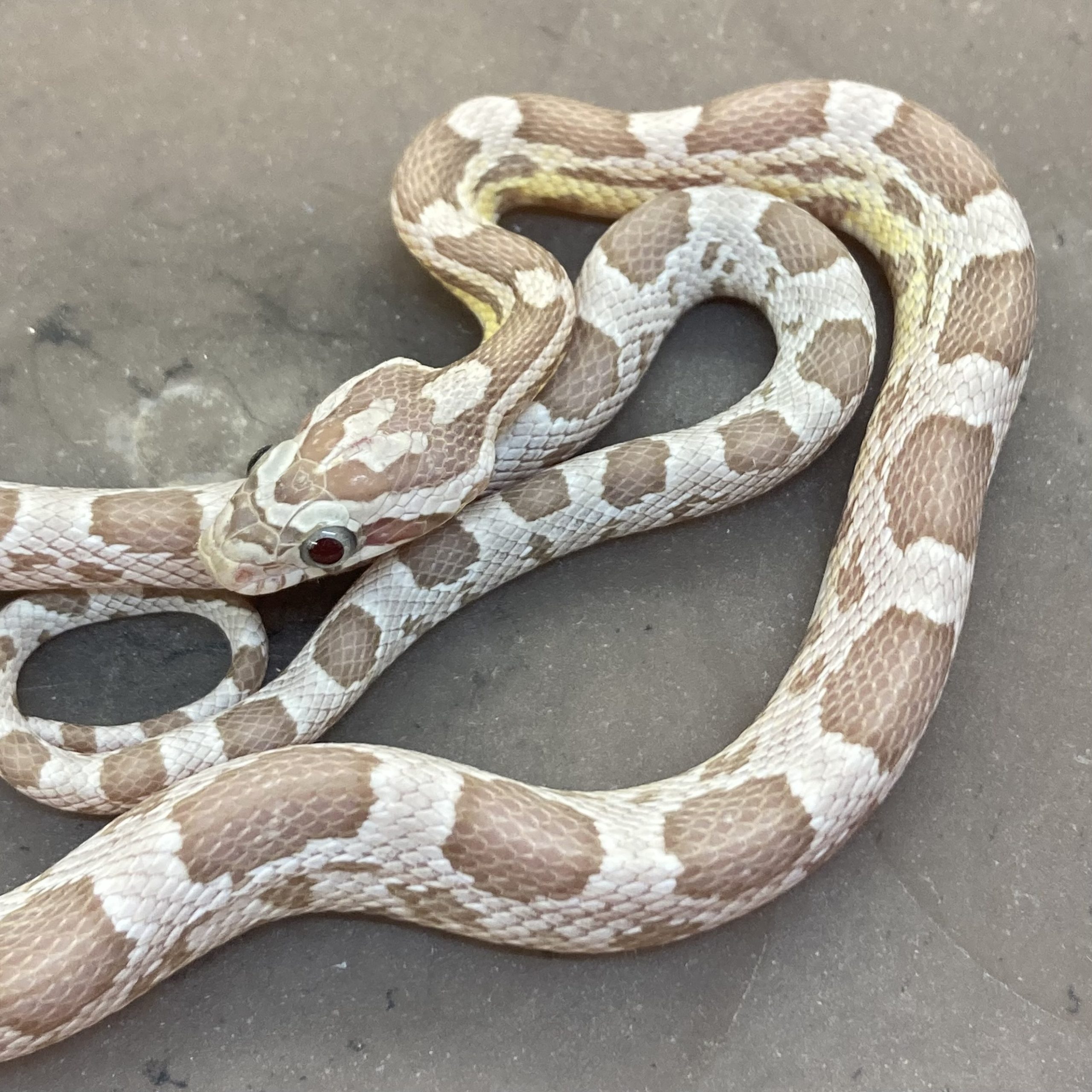 CB24 Ultra Ghost Corn Snake