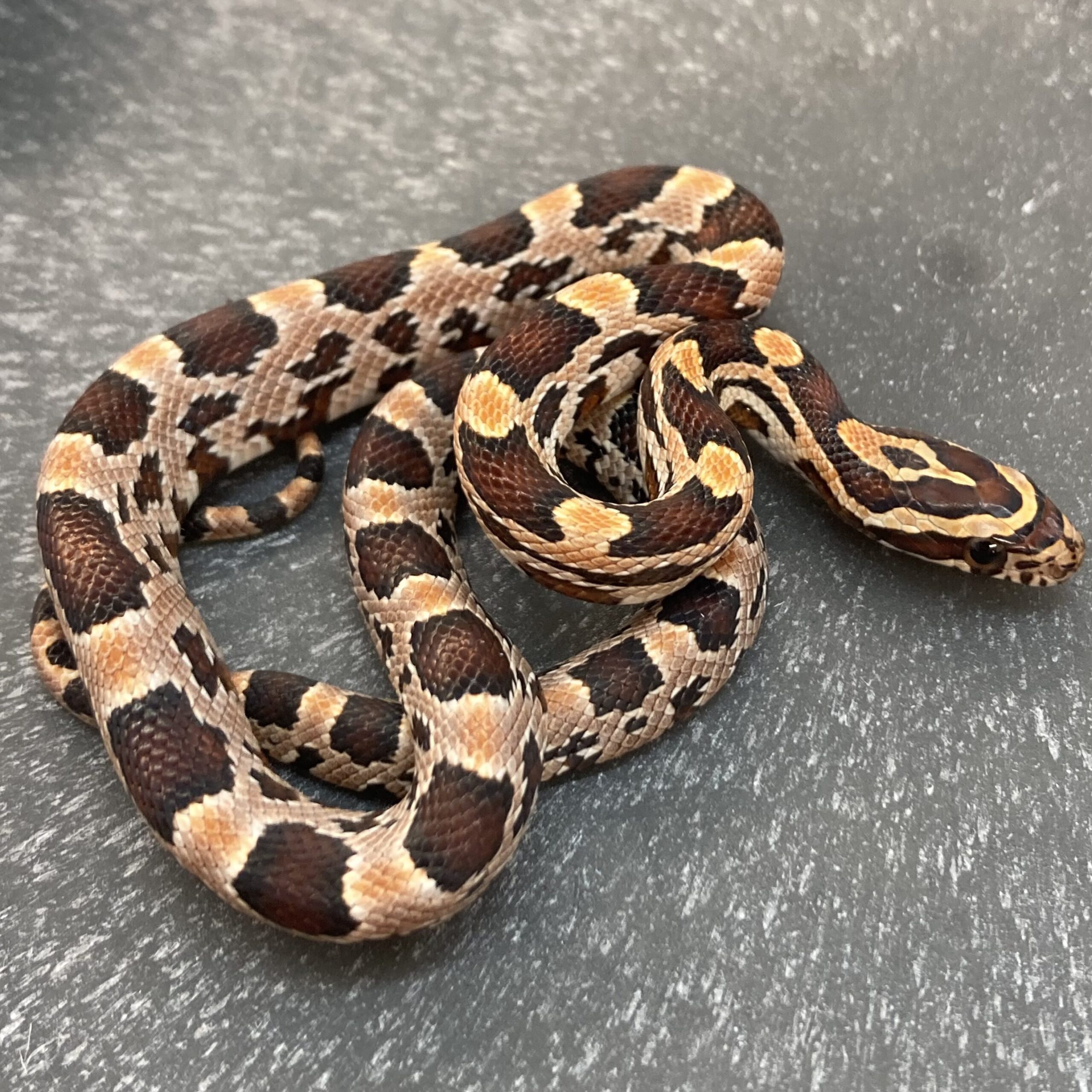 CB24 Okeetee Corn Snake