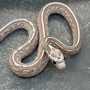 CB24 Bloodred Ghost Tessera Corn Snake