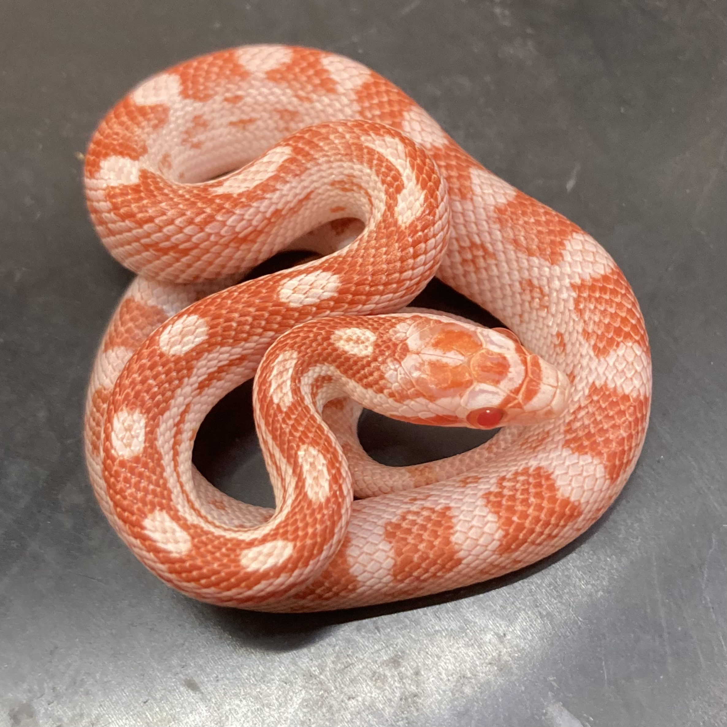 CB24 Candy Cane Motley Corn Snake