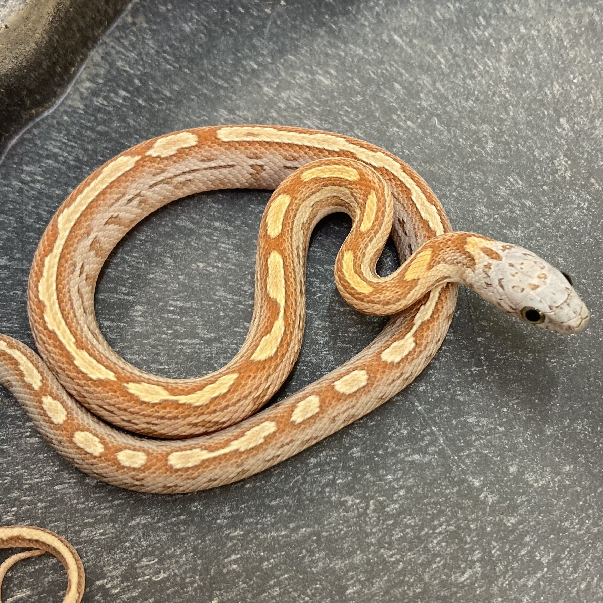 CB24 Motley Stripe Sunkissed Corn Snake