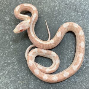 CB24 Peppermint Motley Stripe Corn Snake