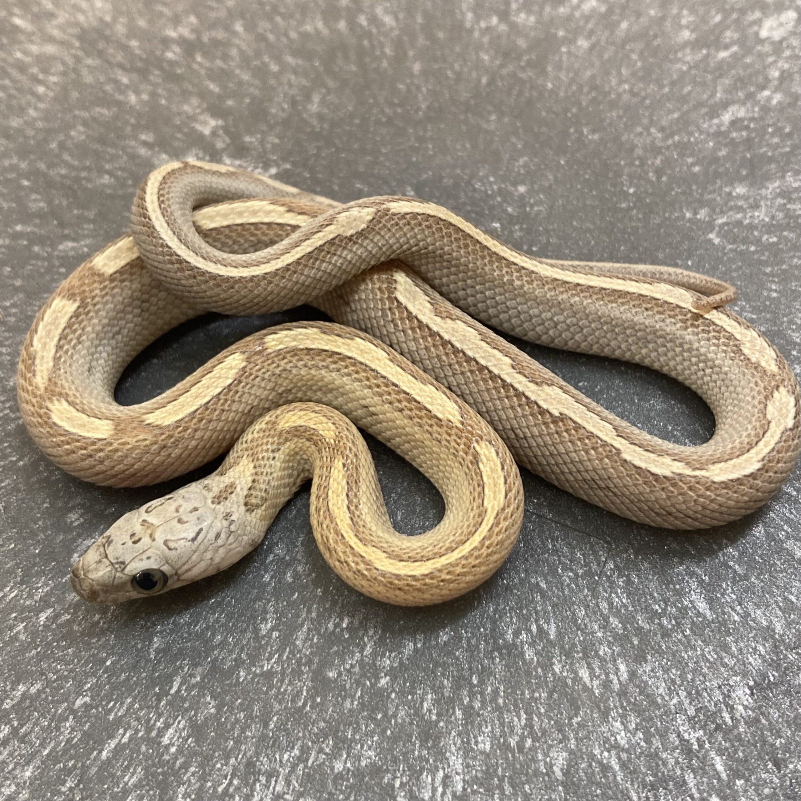 CB24 Caramel Sunkissed Motley Corn Snake