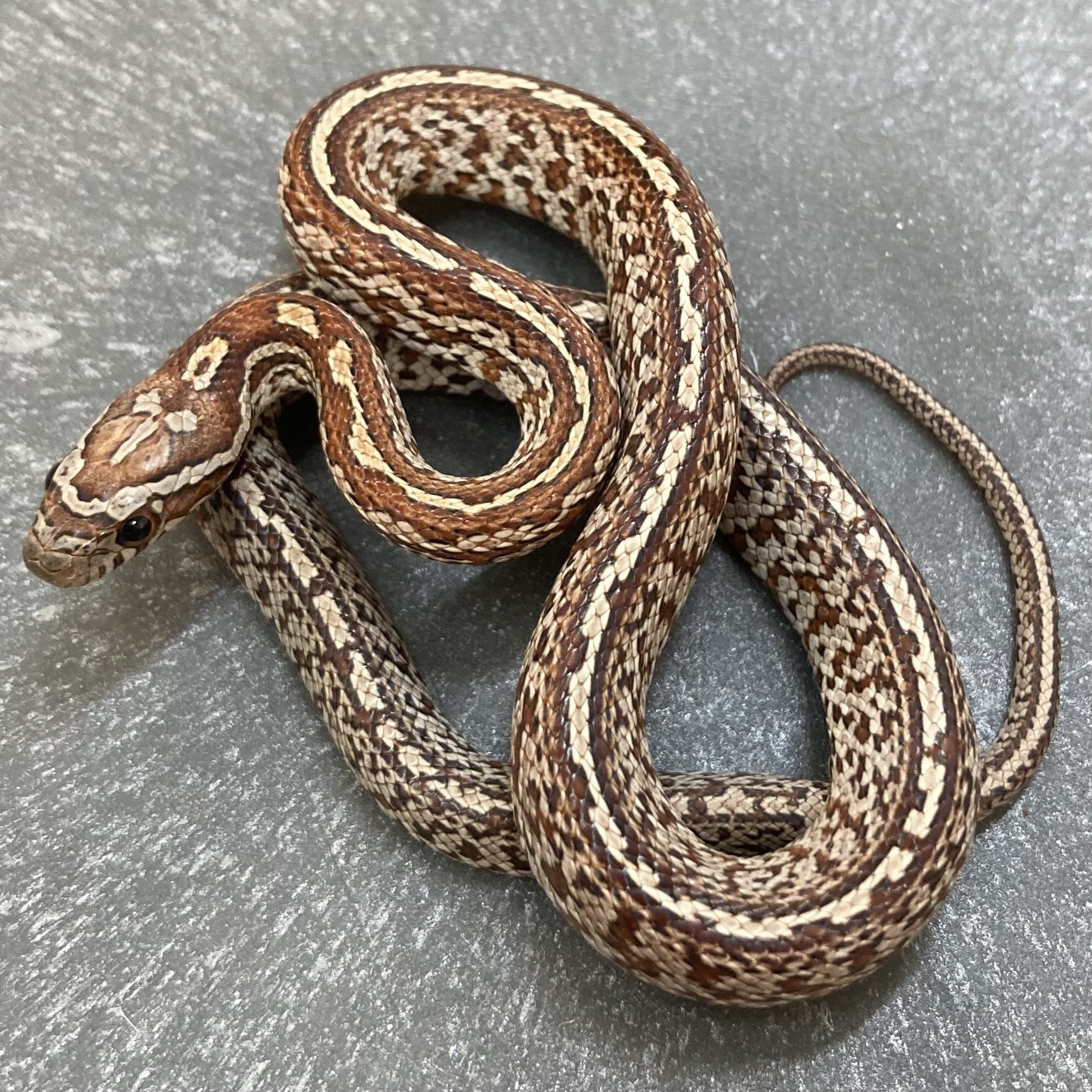 CB24 Miami Tessera Corn Snake