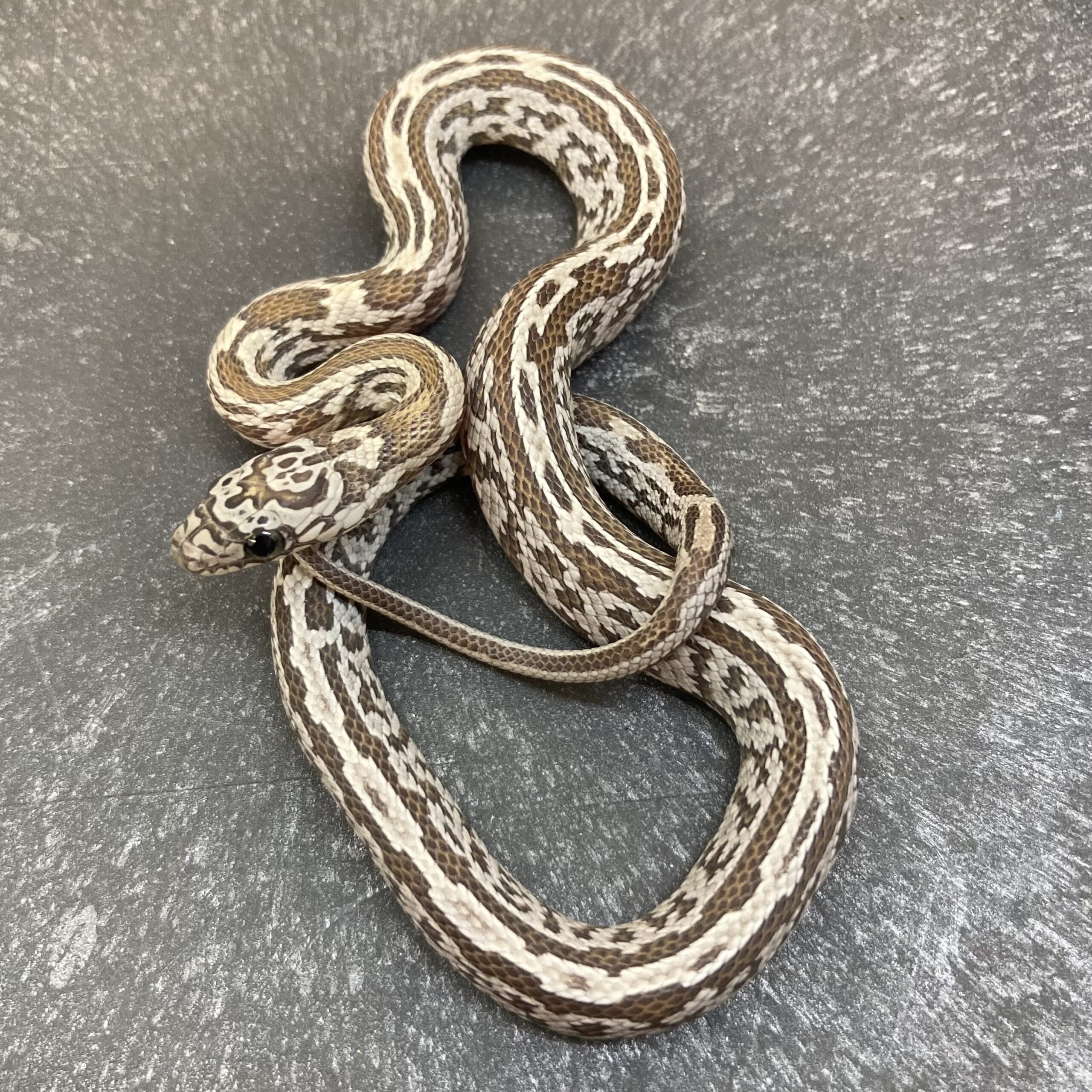 CB24 Caramel Sunkissed Tessera Corn Snake