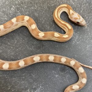 CB24 Amber Motlety Corn Snake
