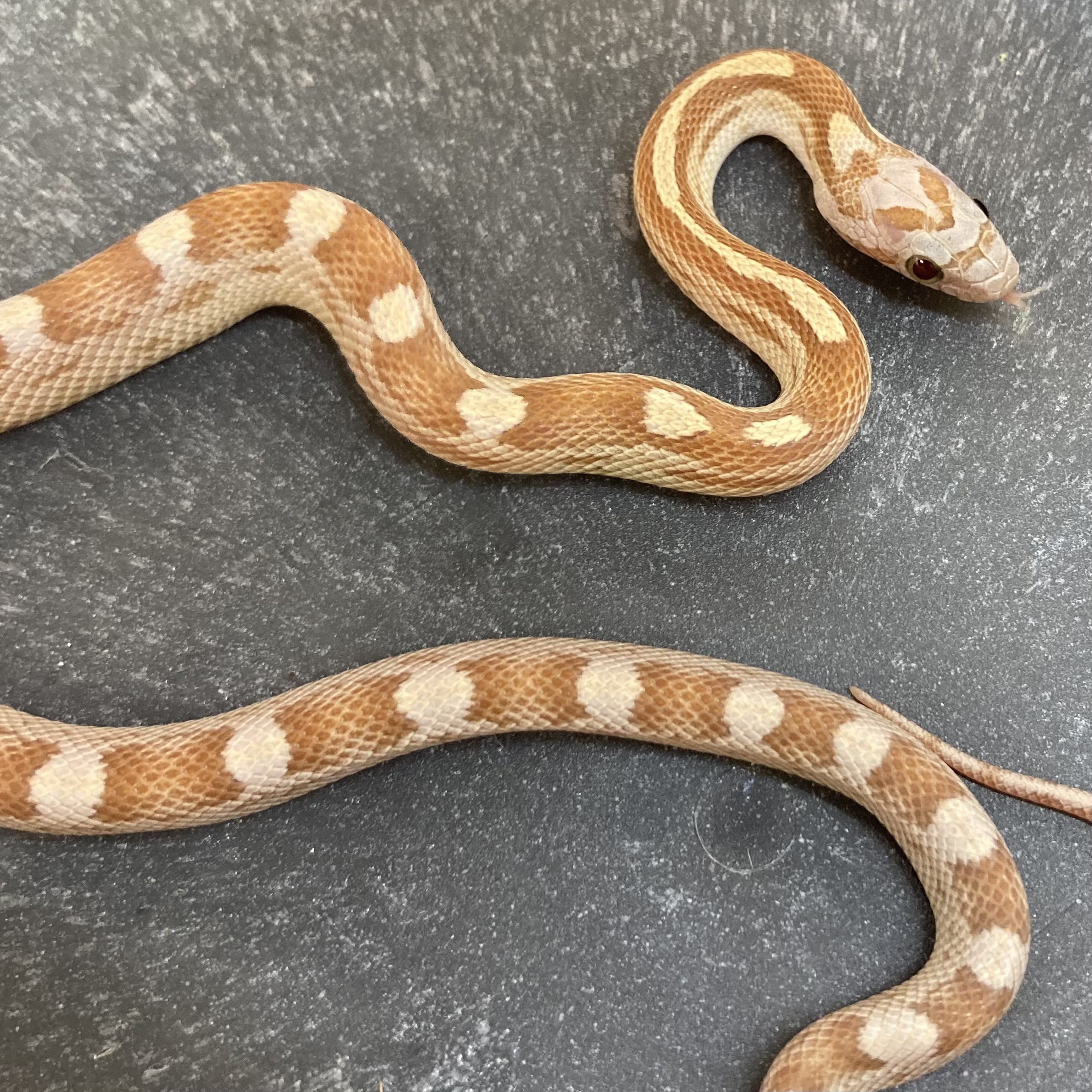 CB24 Amber Motlety Corn Snake