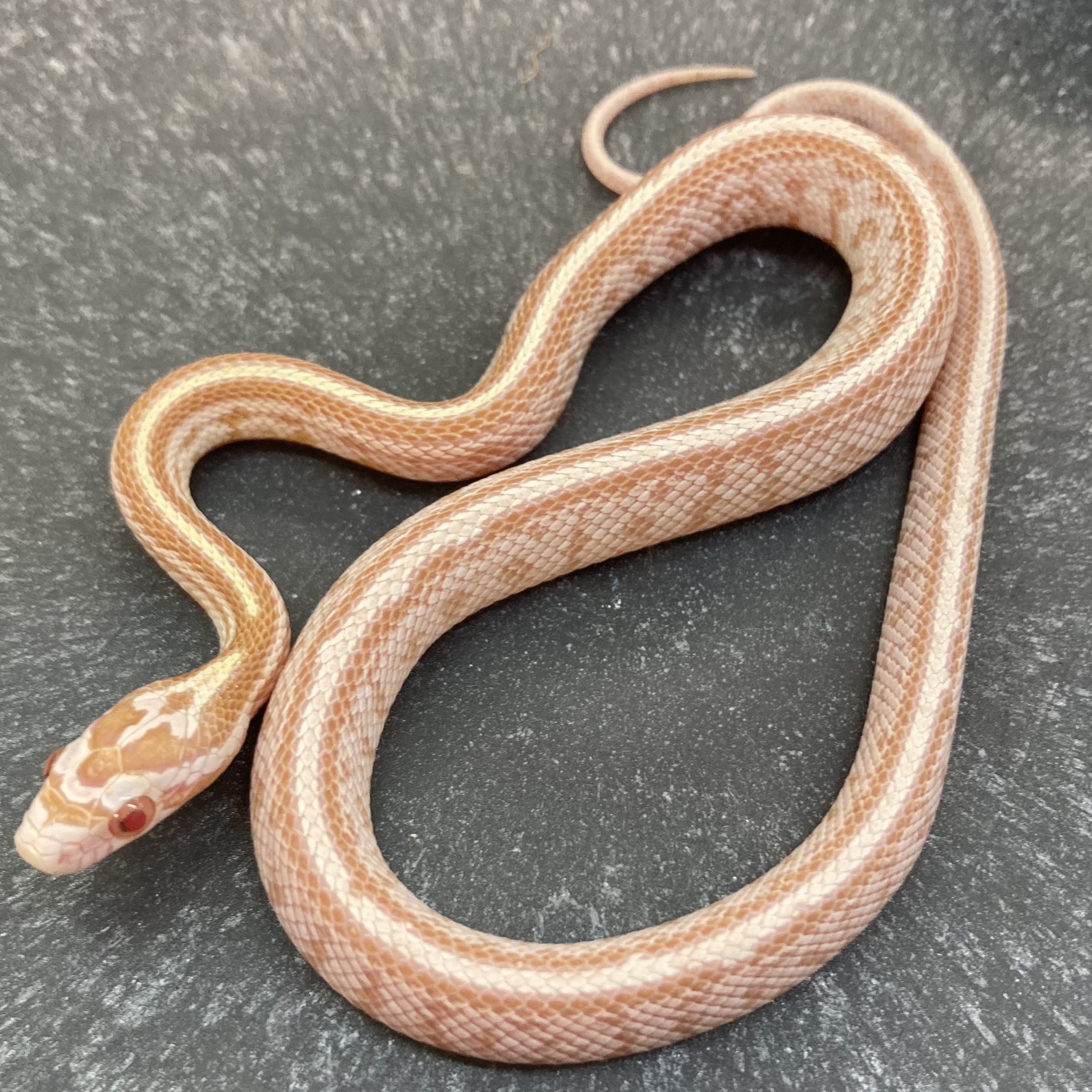 CB24 Butter Tessera Corn Snake