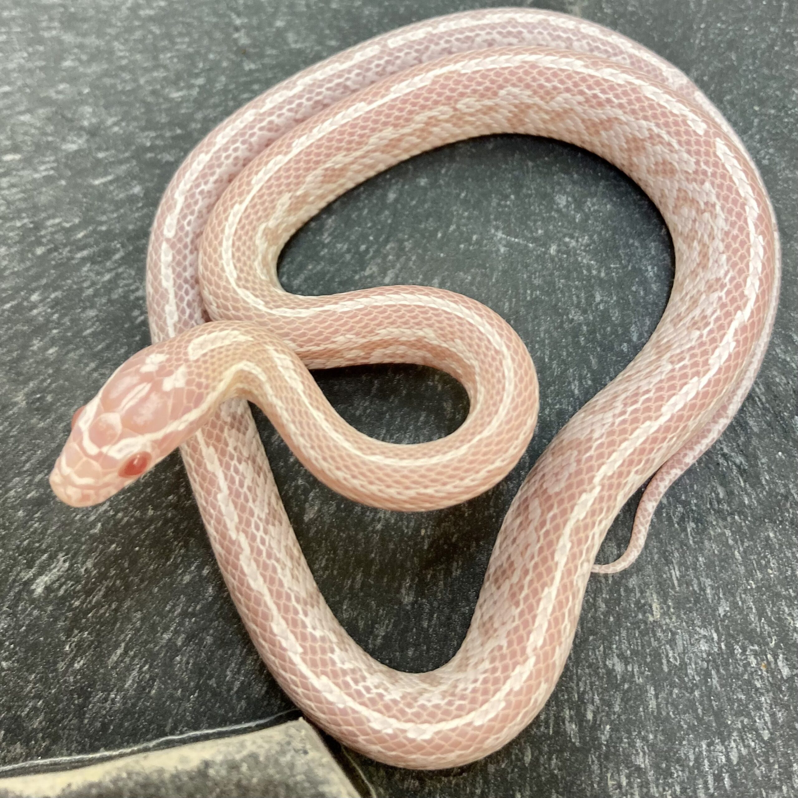 CB24 Snow Tessera Masque Corn Snake