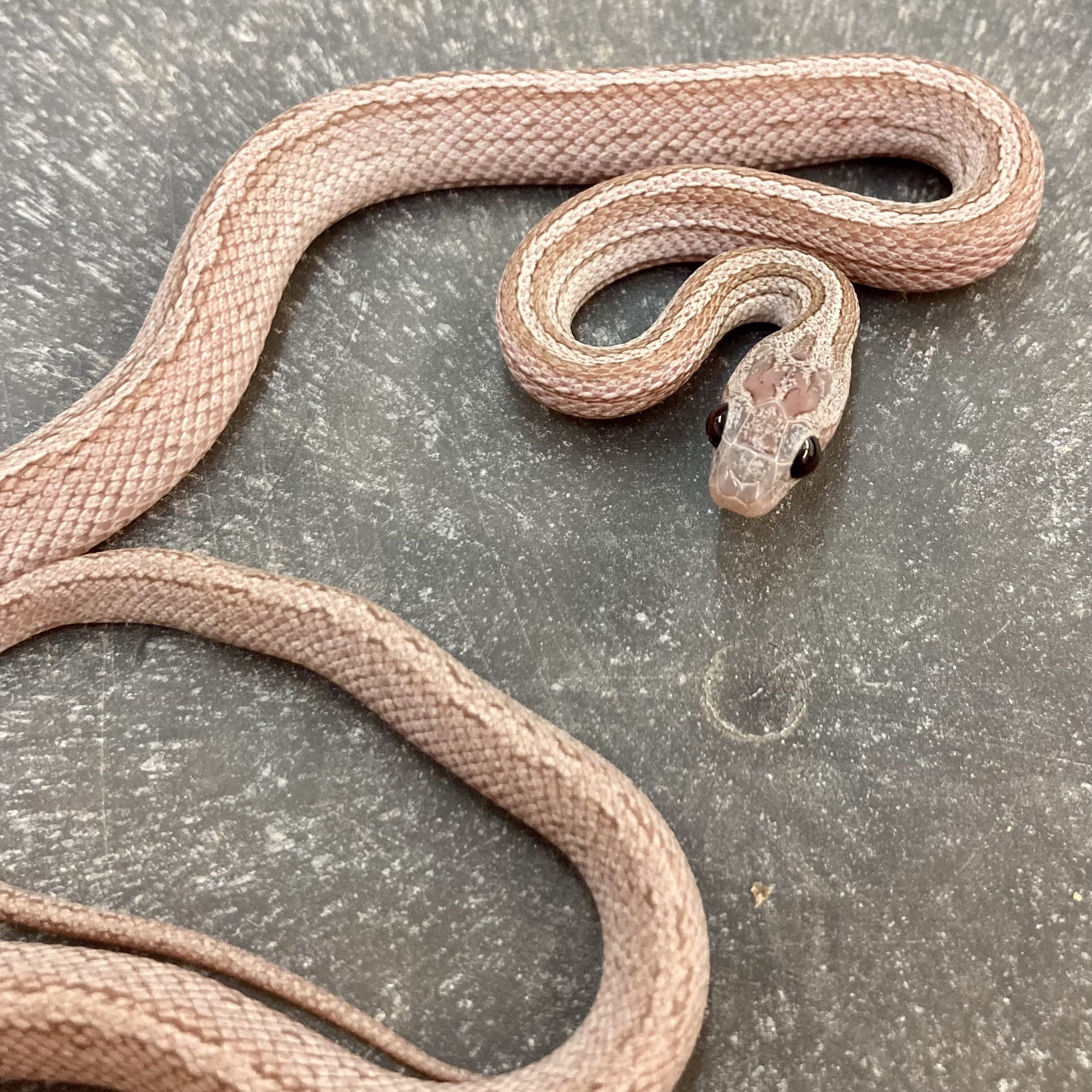 CB23 Cinder Terrazzo Corn Snake