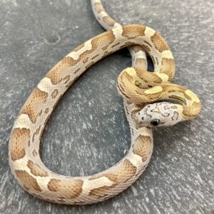 CB24 Hypo Honey Corn Snake