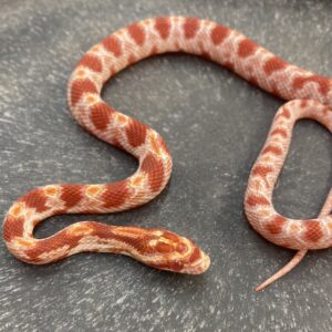 CB24 Amel Masque Corn Snake