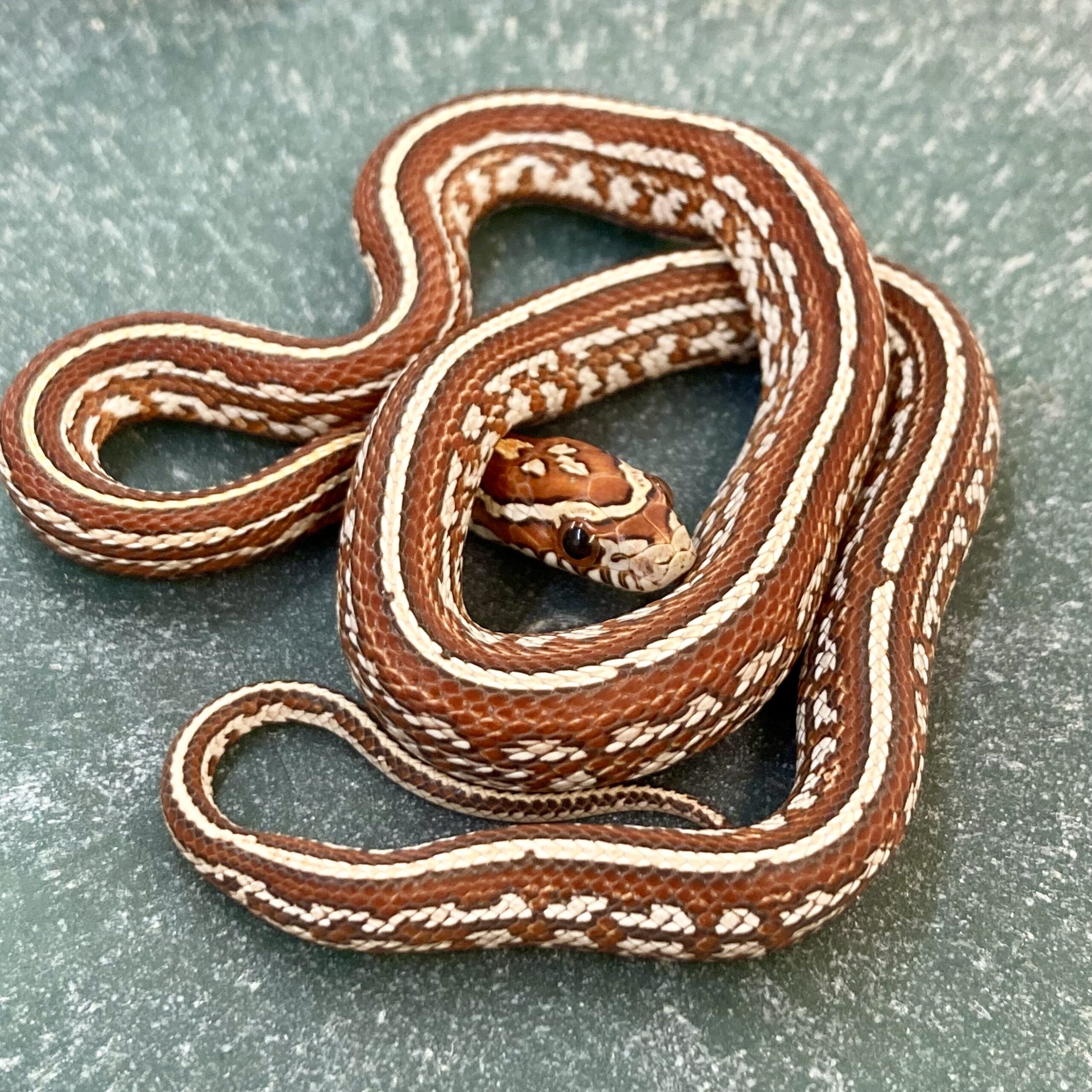CB24 Crimson Tessera Corn Snake