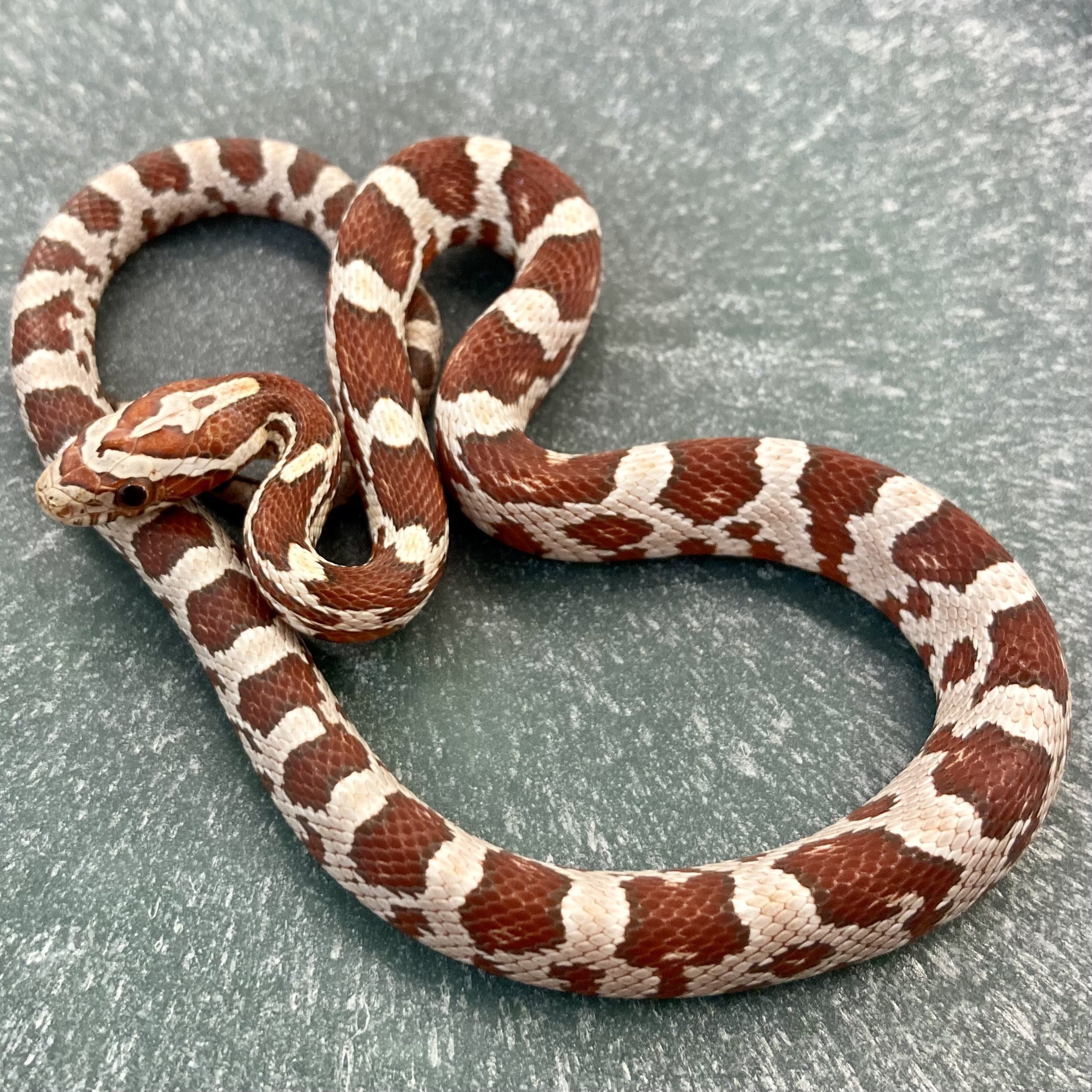 CB24 Crimson Corn Snake