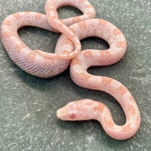 CB24 Peppermint Lava Corn Snake