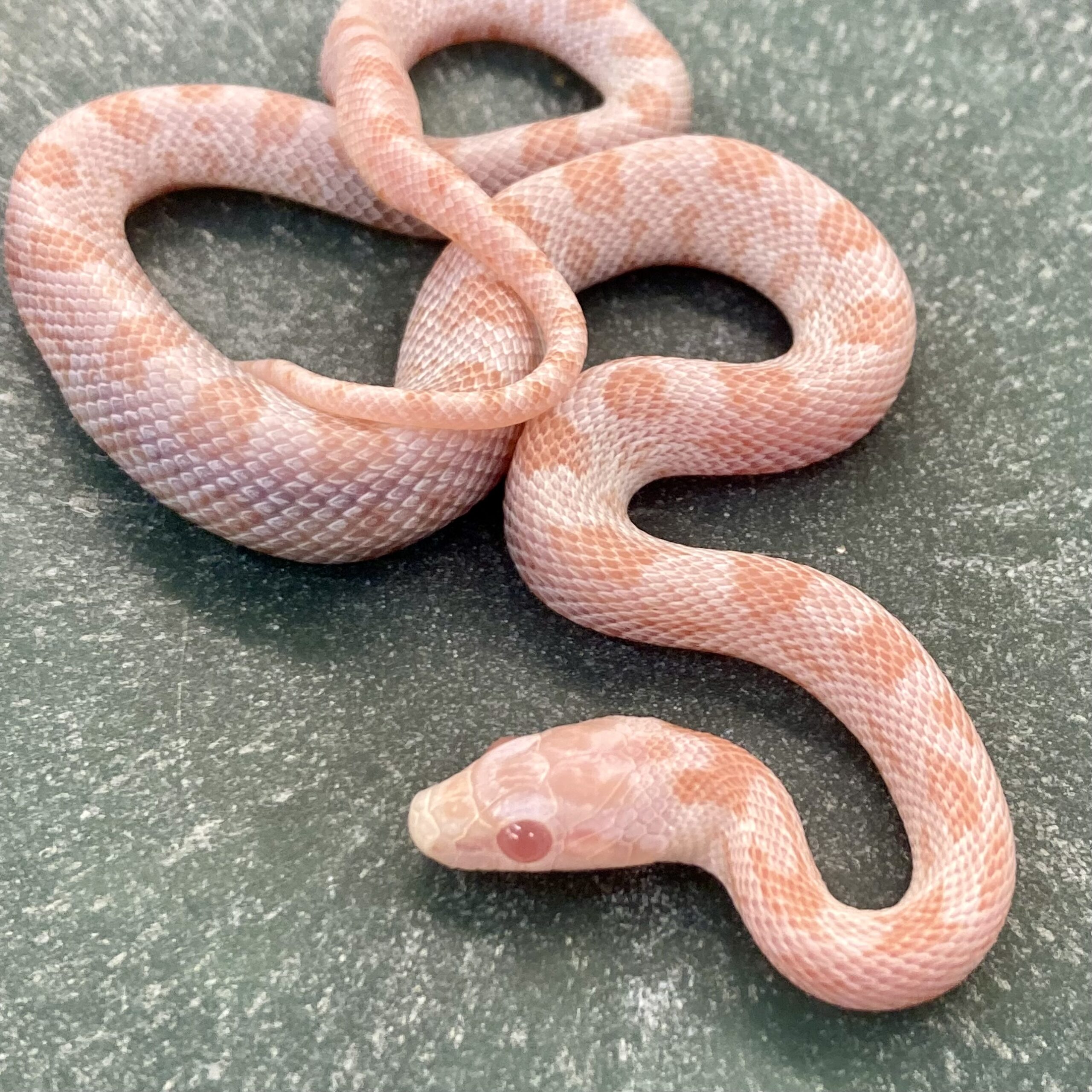 CB24 Peppermint Lava Corn Snake