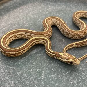 CB24 Amber Tessera Corn Snake