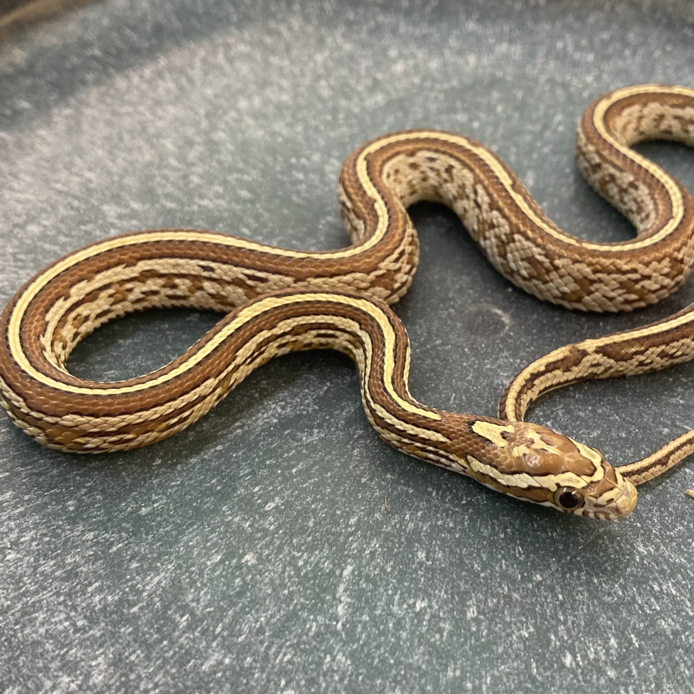 CB24 Amber Tessera Corn Snake